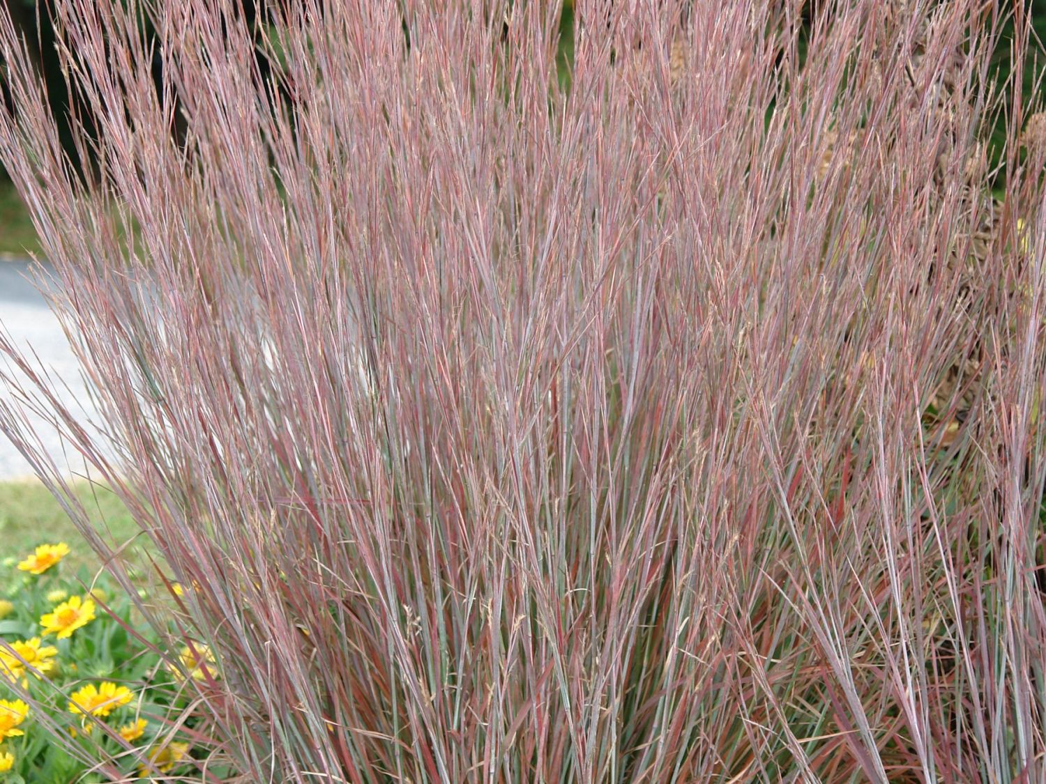 Kleines Präriegras 'Standing Ovation' - Schizachyrium scoparium 'Standing Ovation'