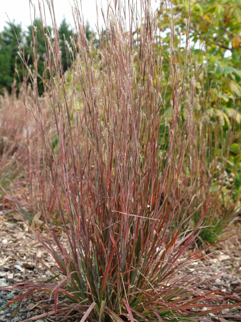 Kleines Präriegras 'Standing Ovation' - Schizachyrium scoparium 'Standing Ovation'
