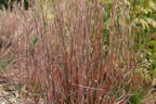 Kleines Präriegras 'Standing Ovation' - Schizachyrium scoparium 'Standing Ovation'