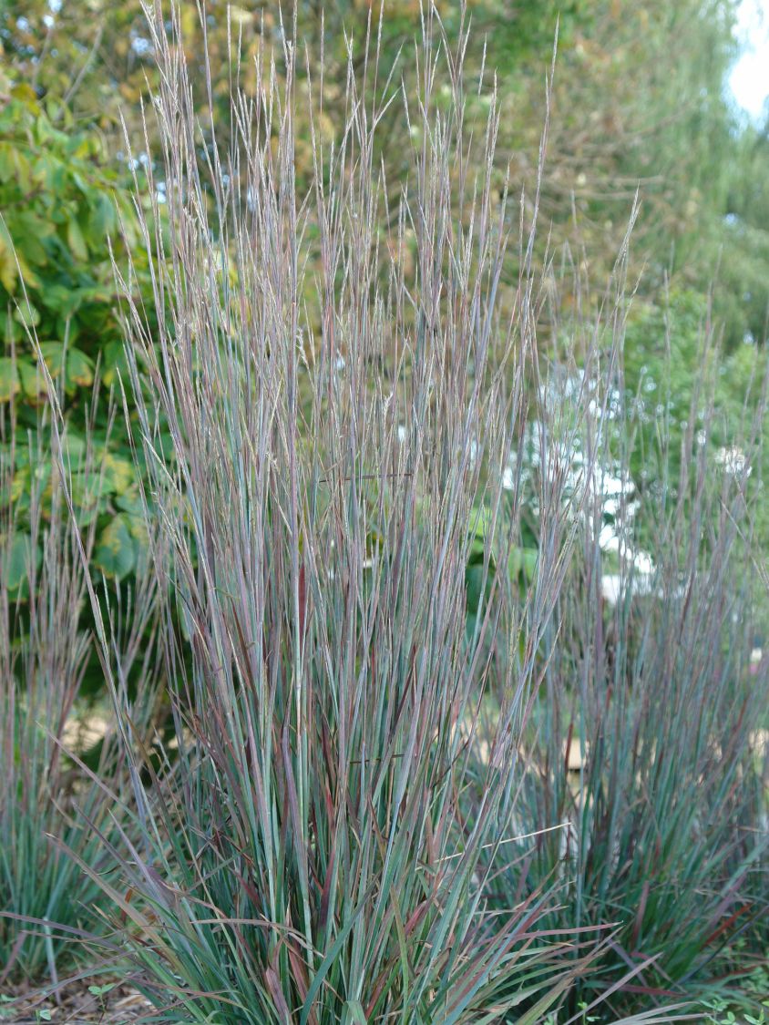 Kleines Präriegras 'Standing Ovation' - Schizachyrium scoparium 'Standing Ovation'