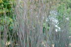 Kleines Präriegras 'Standing Ovation' - Schizachyrium scoparium 'Standing Ovation'
