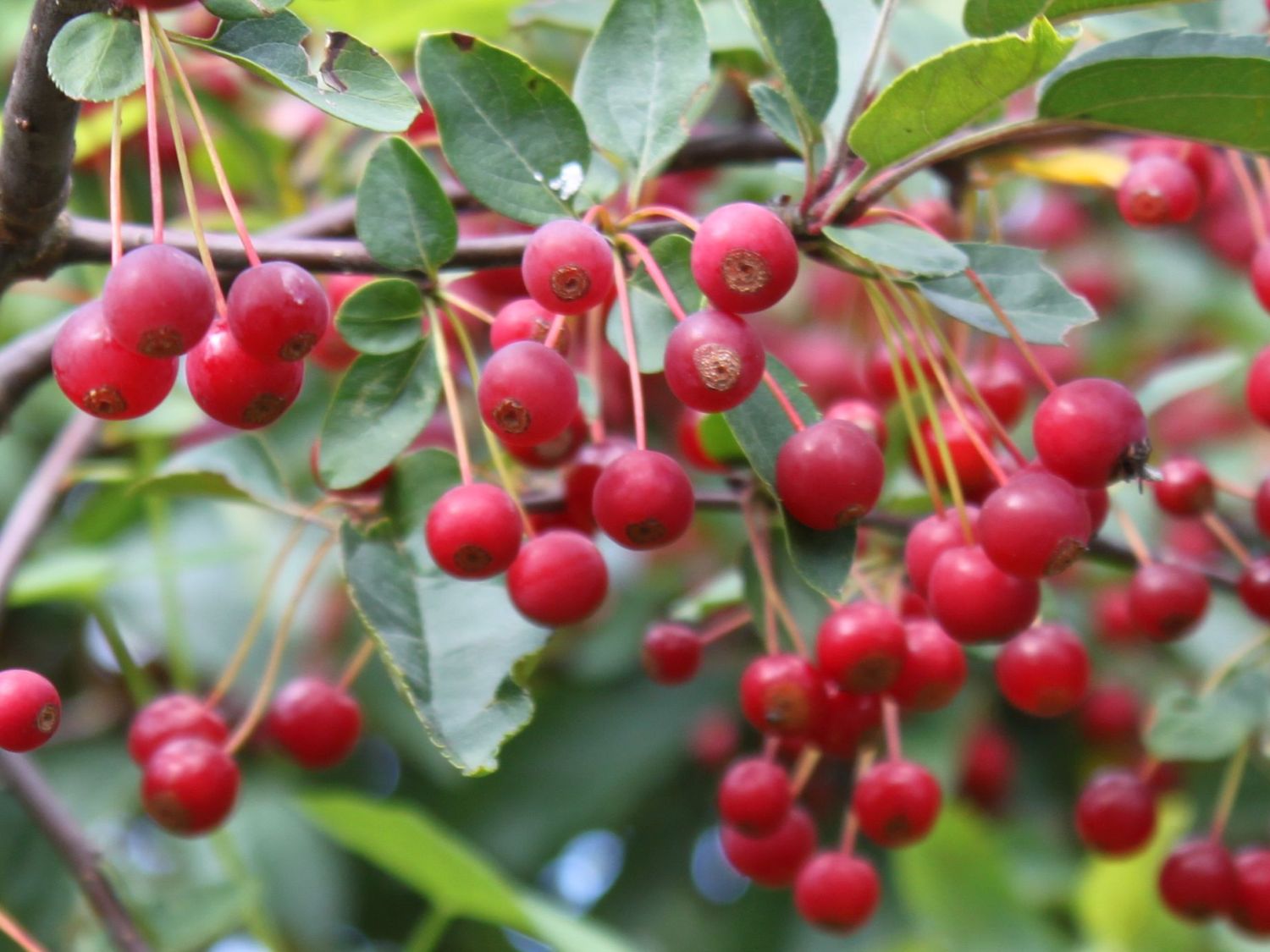 Kleinfruchtiger Zierapfel