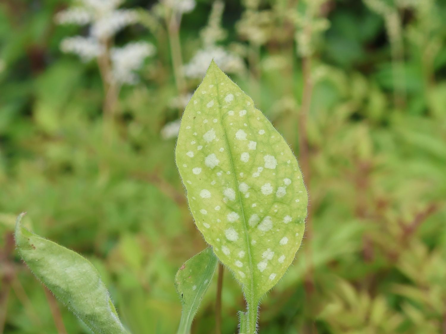 Kleingeflecktes Lungenkraut 'Ice Ballet'
