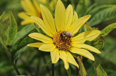 Kleinköpfige Sonnenblume 'Lemon Queen' - Helianthus microcephalus 'Lemon Queen'