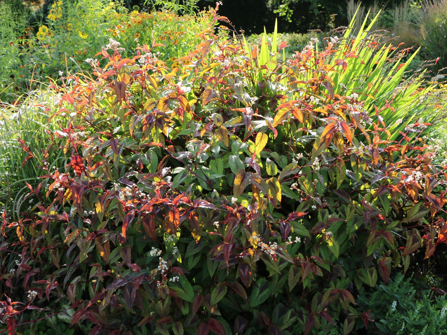 Knöteriche (Persicaria)