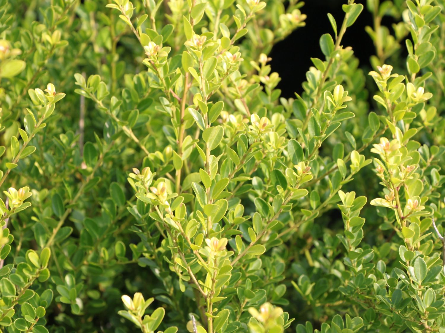Kleinlaubige Japan-Hülse 'Green Hedge'