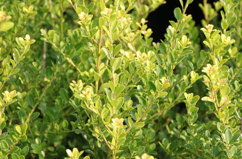 Kleinlaubige Japan-Hülse 'Green Hedge' - Ilex crenata 'Green Hedge'