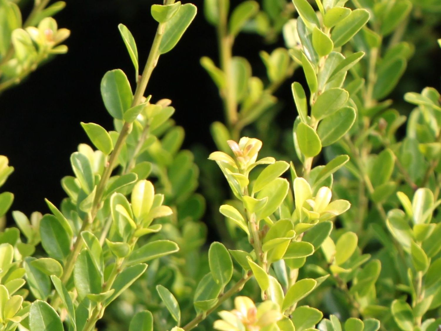 Kleinlaubige Japan-Hülse 'Green Hedge' - Ilex crenata 'Green Hedge'