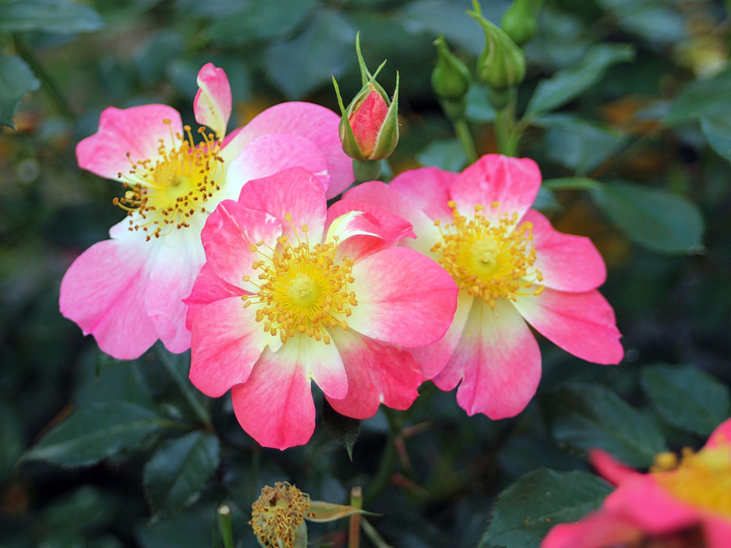 Bodendecker-Rose 'Bienenweide ® Bicolor'