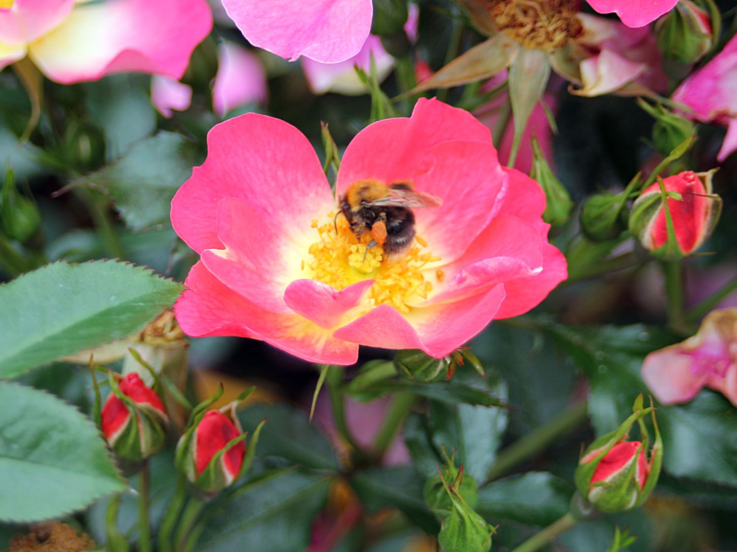 Bodendecker-Rose 'Bienenweide ® Bicolor' - Rosa 'Bienenweide ® Bicolor'