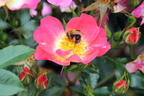 Bodendecker-Rose 'Bienenweide ® Bicolor' - Rosa 'Bienenweide ® Bicolor'