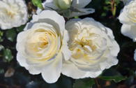 Kleinstrauchrose 'Bounty' ®