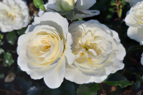 Kleinstrauchrose 'Bounty' ® - Rosa 'Bounty' ®