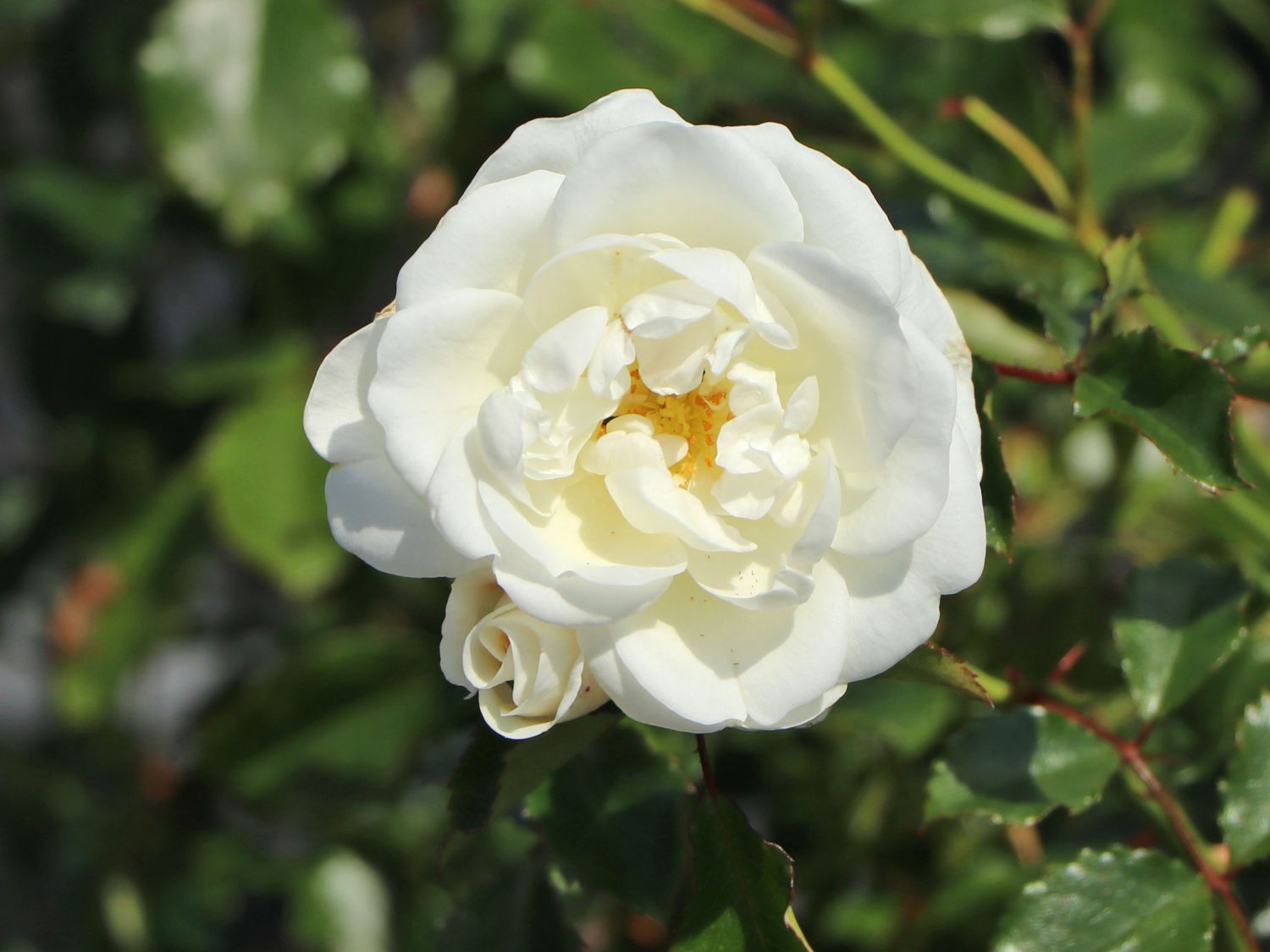 Kleinstrauchrose 'Bounty' ® - Rosa 'Bounty' ®