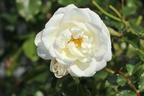 Kleinstrauchrose 'Bounty' ® - Rosa 'Bounty' ®