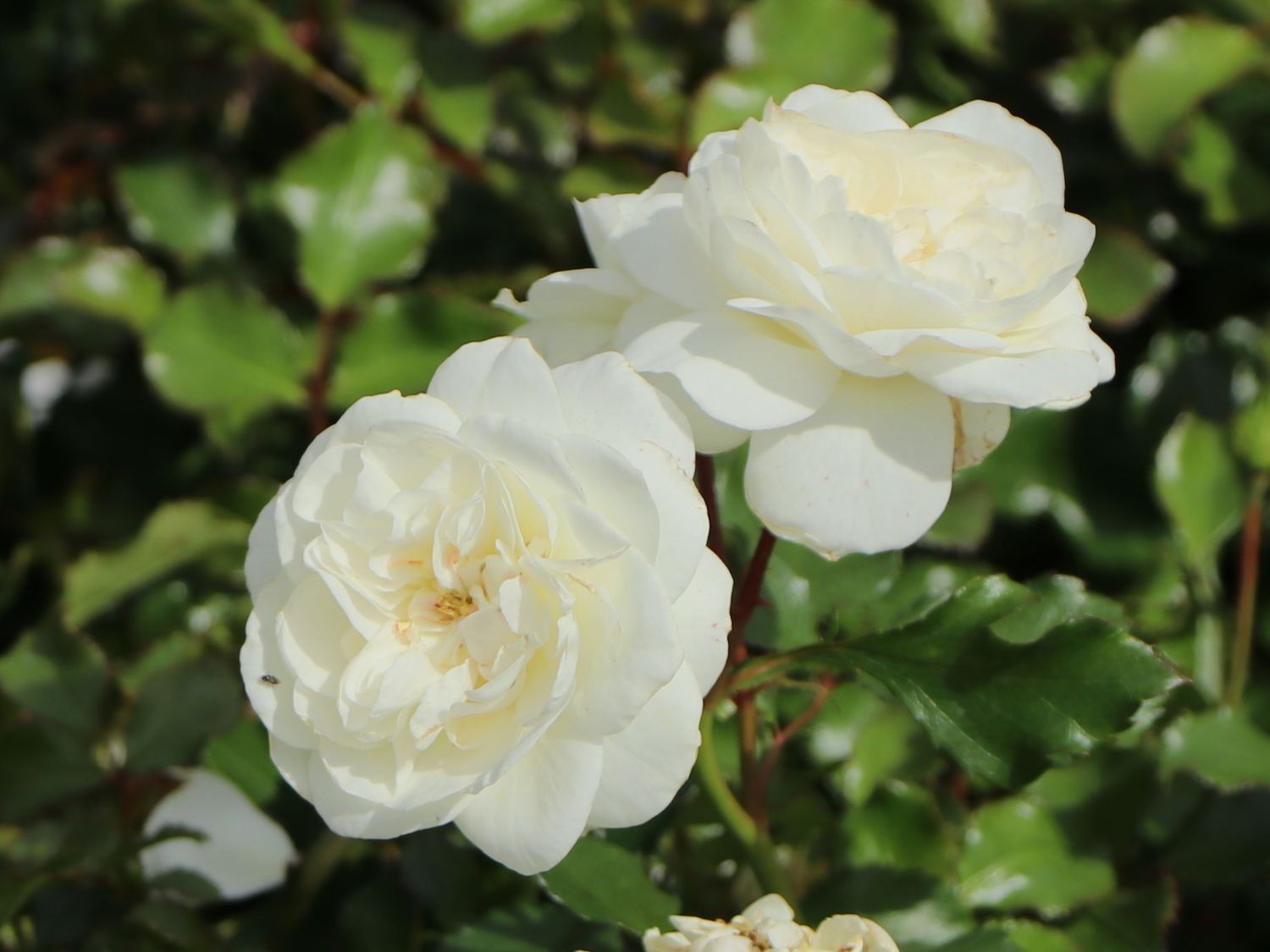 Kleinstrauchrose 'Bounty' ® - Rosa 'Bounty' ®