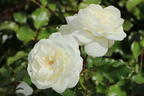 Kleinstrauchrose 'Bounty' ® - Rosa 'Bounty' ®