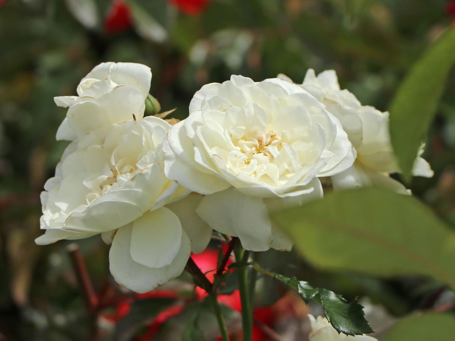 Kleinstrauchrose 'Bounty' ® - Rosa 'Bounty' ®