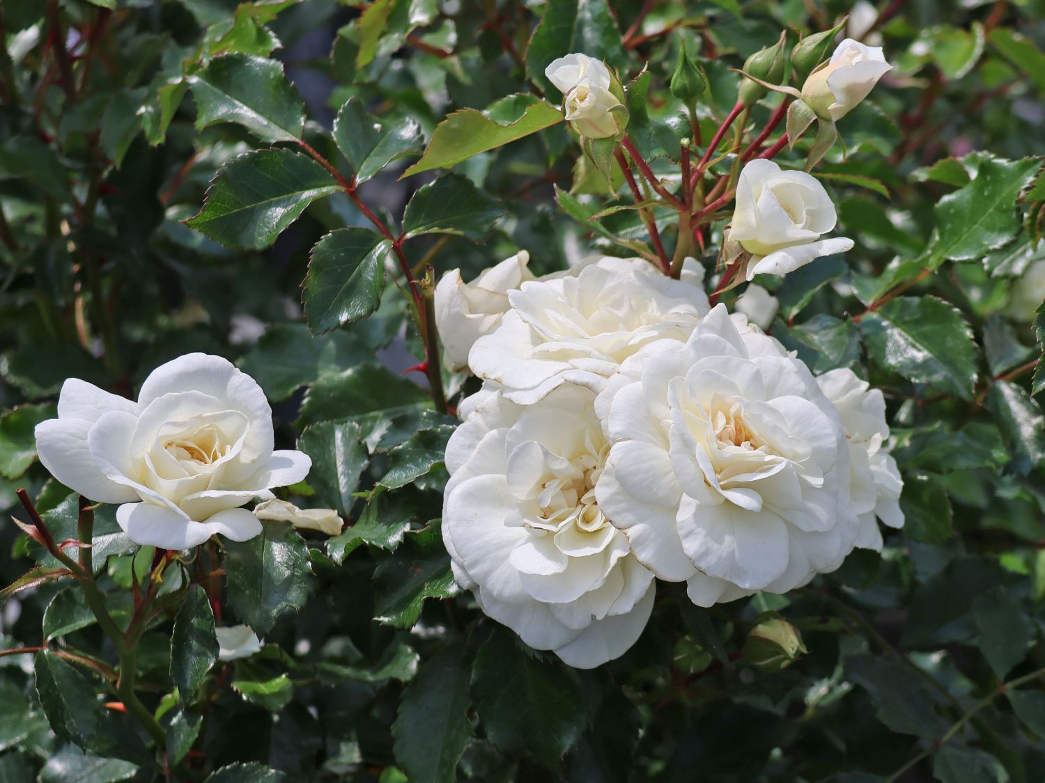 Kleinstrauchrose 'Bounty' ® - Rosa 'Bounty' ®