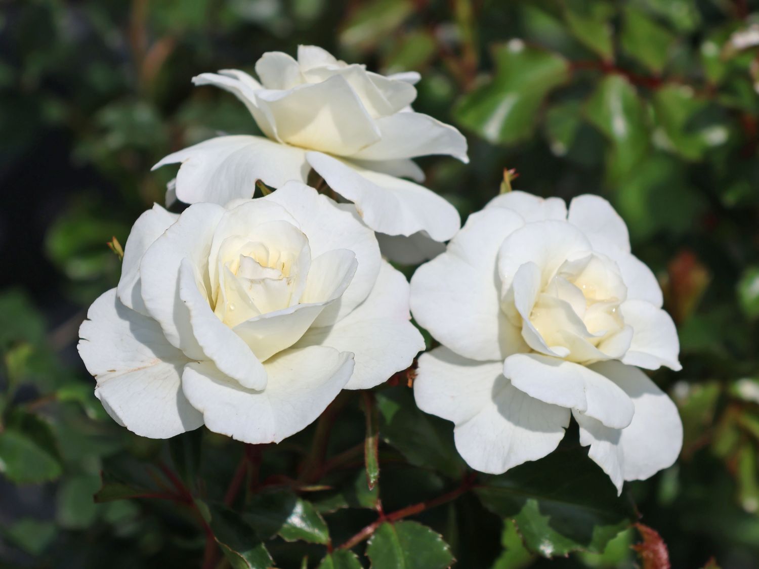 Kleinstrauchrose 'Bounty' ® - Rosa 'Bounty' ®