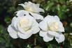 Kleinstrauchrose 'Bounty' ® - Rosa 'Bounty' ®
