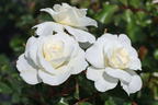 Kleinstrauchrose 'Bounty' ® - Rosa 'Bounty' ®
