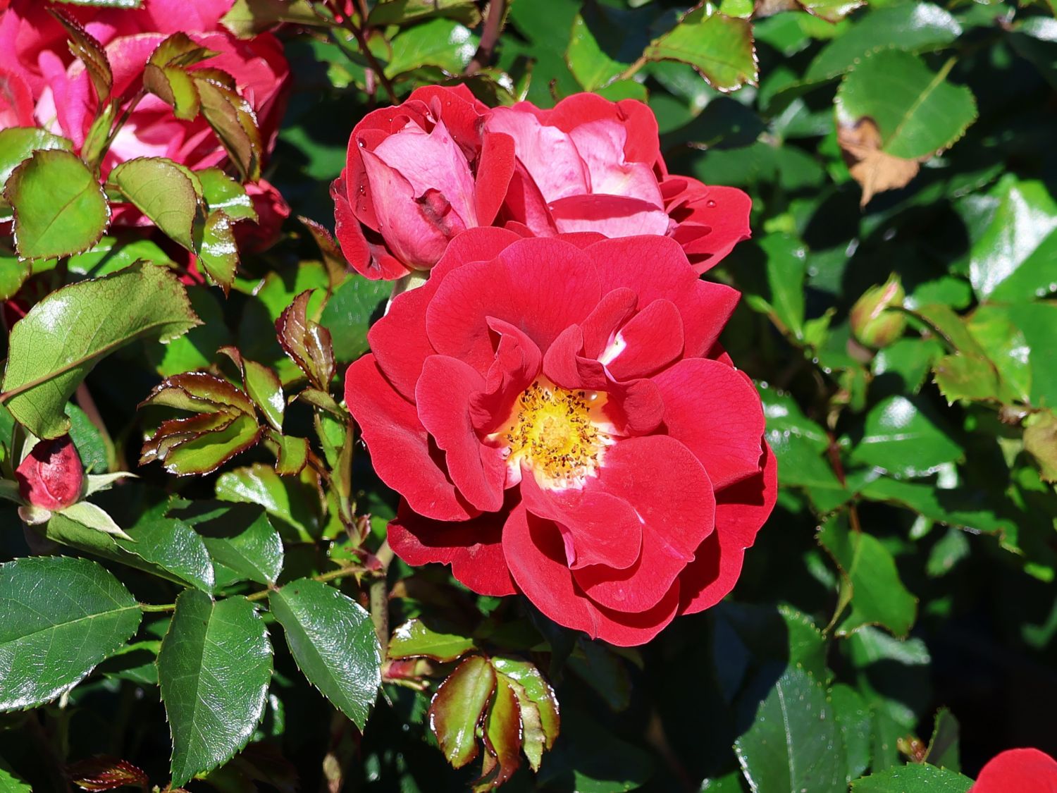 Kleinstrauchrose 'Caracho' ®