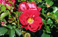 Kleinstrauchrose 'Caracho' ®