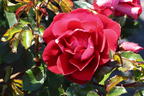 Kleinstrauchrose 'Caracho' ® - Rosa 'Caracho' ® ADR-Rose