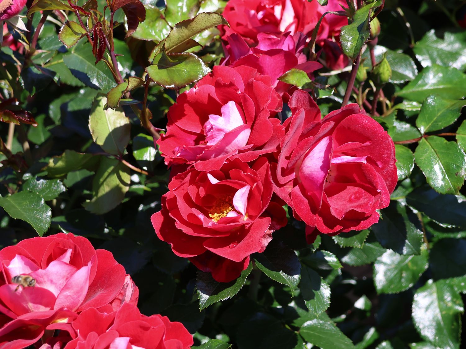 Kleinstrauchrose 'Caracho' ® - Rosa 'Caracho' ® ADR-Rose