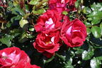 Kleinstrauchrose 'Caracho' ® - Rosa 'Caracho' ® ADR-Rose