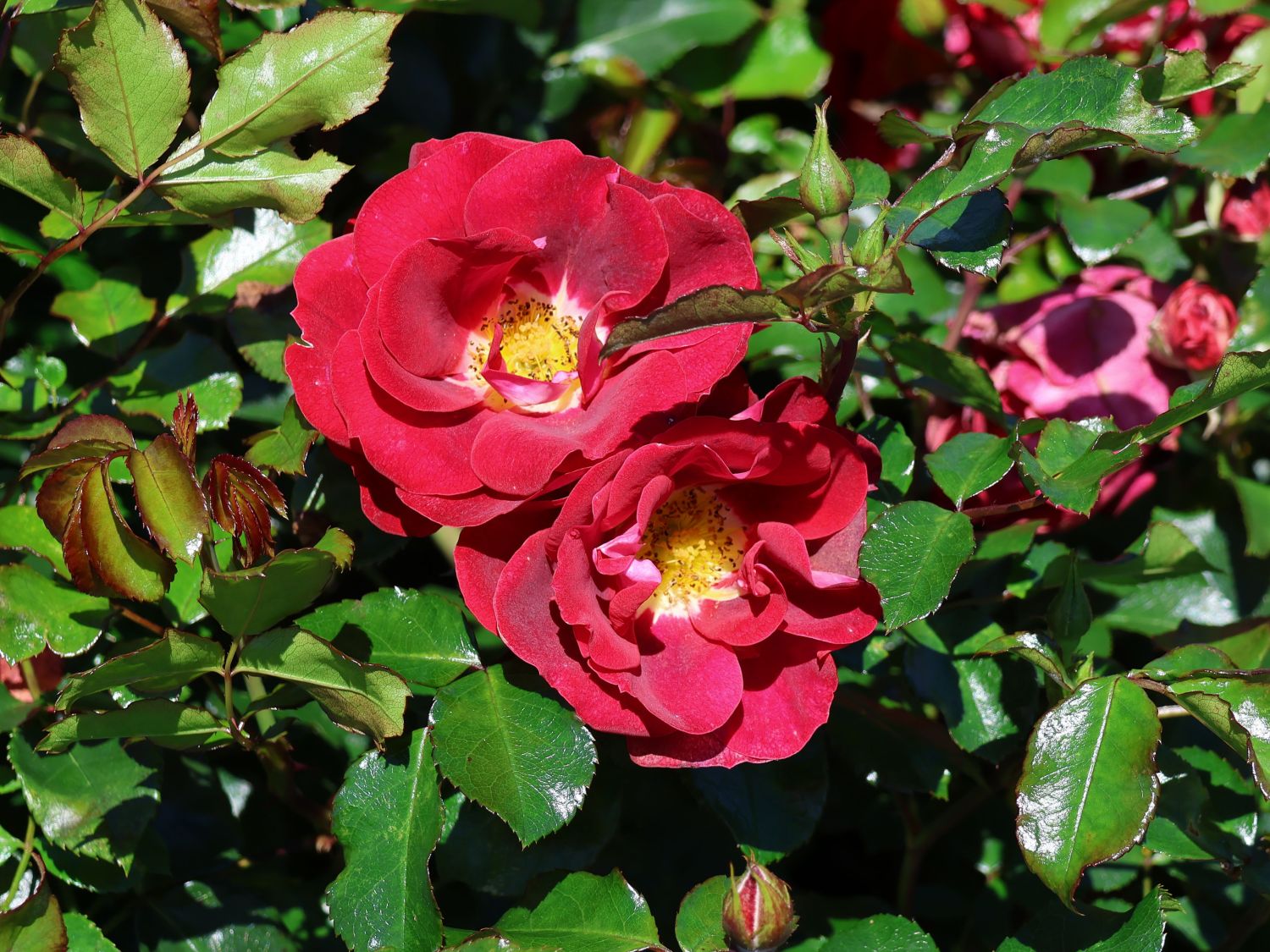 Kleinstrauchrose 'Caracho' ® - Rosa 'Caracho' ® ADR-Rose