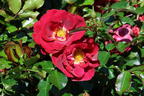 Kleinstrauchrose 'Caracho' ® - Rosa 'Caracho' ® ADR-Rose