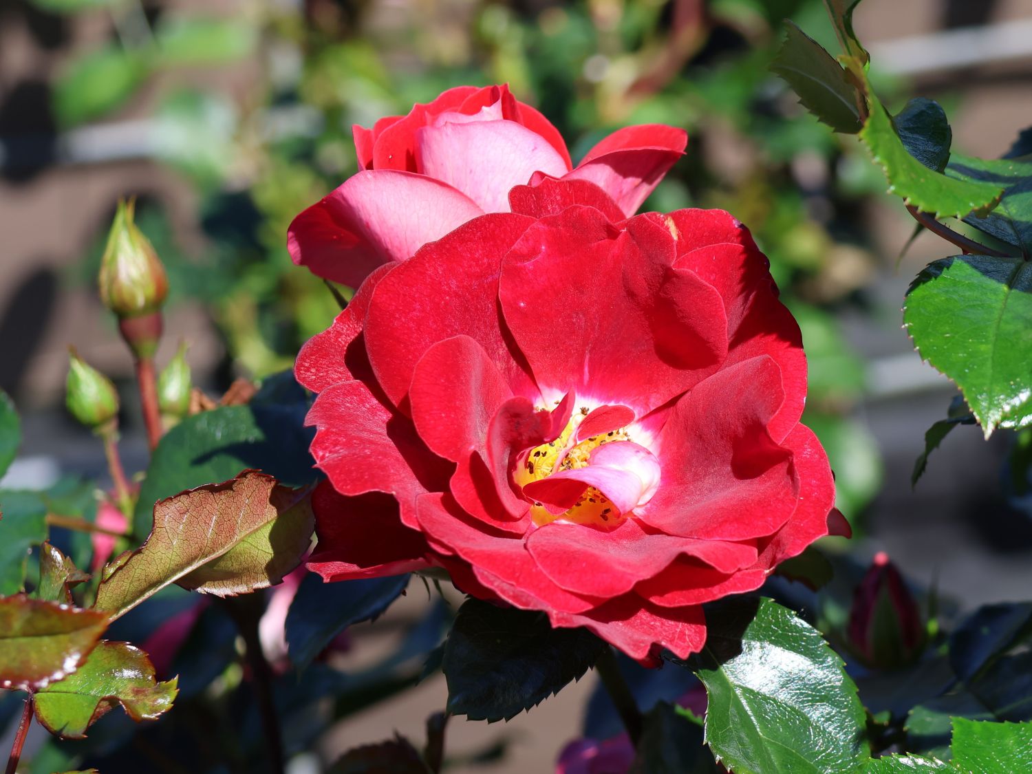 Kleinstrauchrose 'Caracho' ® - Rosa 'Caracho' ® ADR-Rose