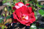 Kleinstrauchrose 'Caracho' ® - Rosa 'Caracho' ® ADR-Rose