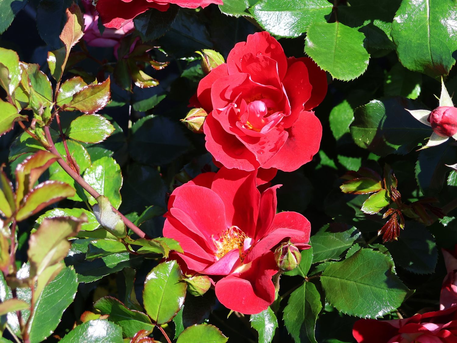 Kleinstrauchrose 'Caracho' ® - Rosa 'Caracho' ® ADR-Rose