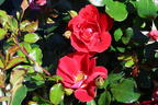 Kleinstrauchrose 'Caracho' ® - Rosa 'Caracho' ® ADR-Rose