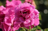 Kleinstrauchrose Orienta ® 'Djamila'