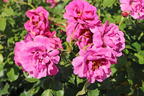 Kleinstrauchrose Orienta ® 'Djamila' - Rosa Orienta ® 'Djamila'