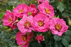 Kleinstrauchrose Orienta ® 'Djamila' - Rosa Orienta ® 'Djamila'