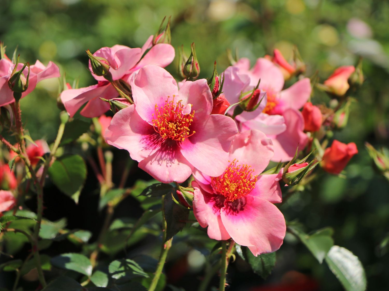 Kleinstrauchrose Orienta ® 'Shila'