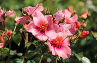 Kleinstrauchrose Orienta ® 'Shila'