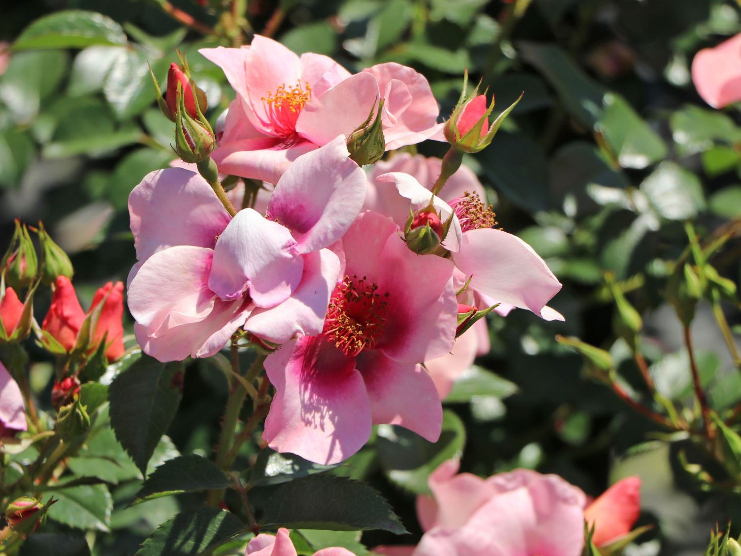 Kleinstrauchrose Orienta ® 'Shila' - Rosa Orienta ® 'Shila'