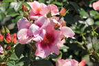 Kleinstrauchrose Orienta ® 'Shila' - Rosa Orienta ® 'Shila'