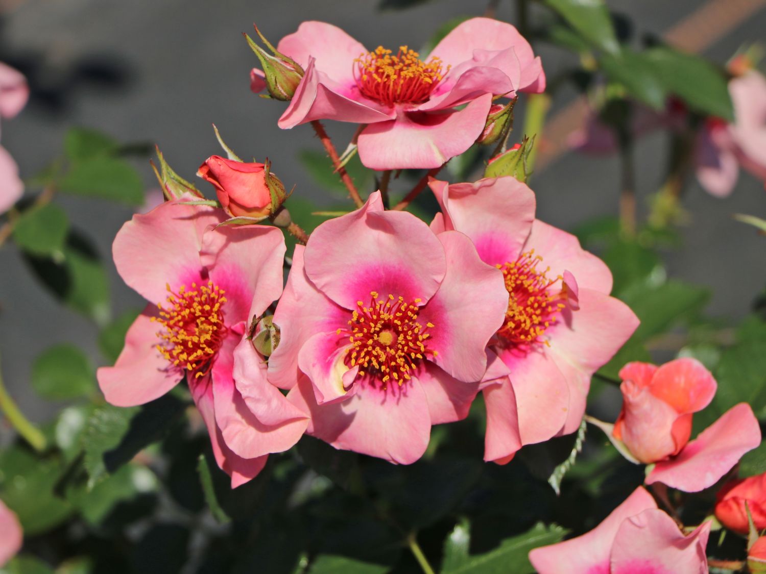 Kleinstrauchrose Orienta ® 'Shila' - Rosa Orienta ® 'Shila'