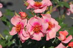 Kleinstrauchrose Orienta ® 'Shila' - Rosa Orienta ® 'Shila'