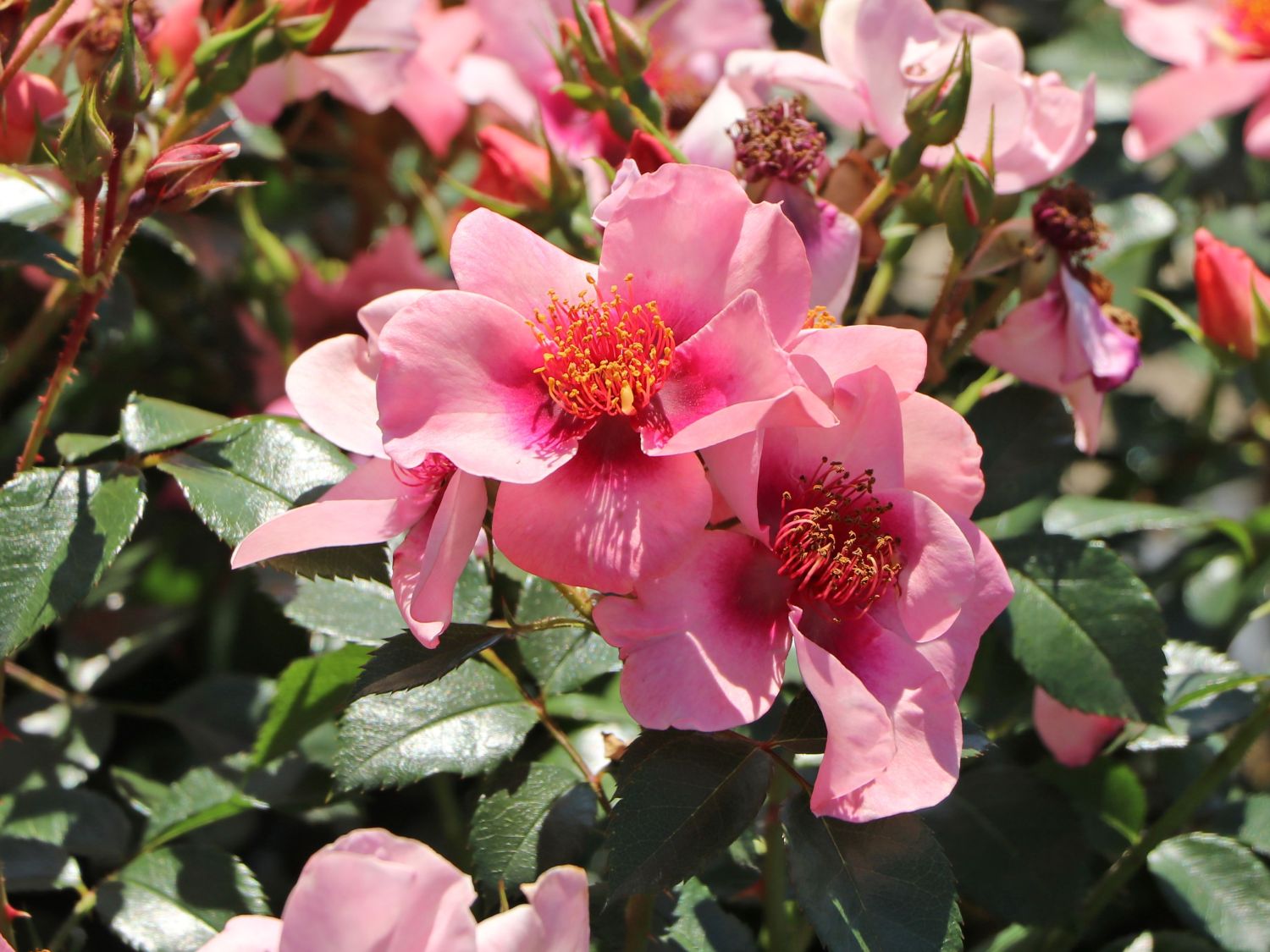 Kleinstrauchrose Orienta ® 'Shila' - Rosa Orienta ® 'Shila'
