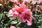 Kleinstrauchrose Orienta ® 'Shila' - Rosa Orienta ® 'Shila'