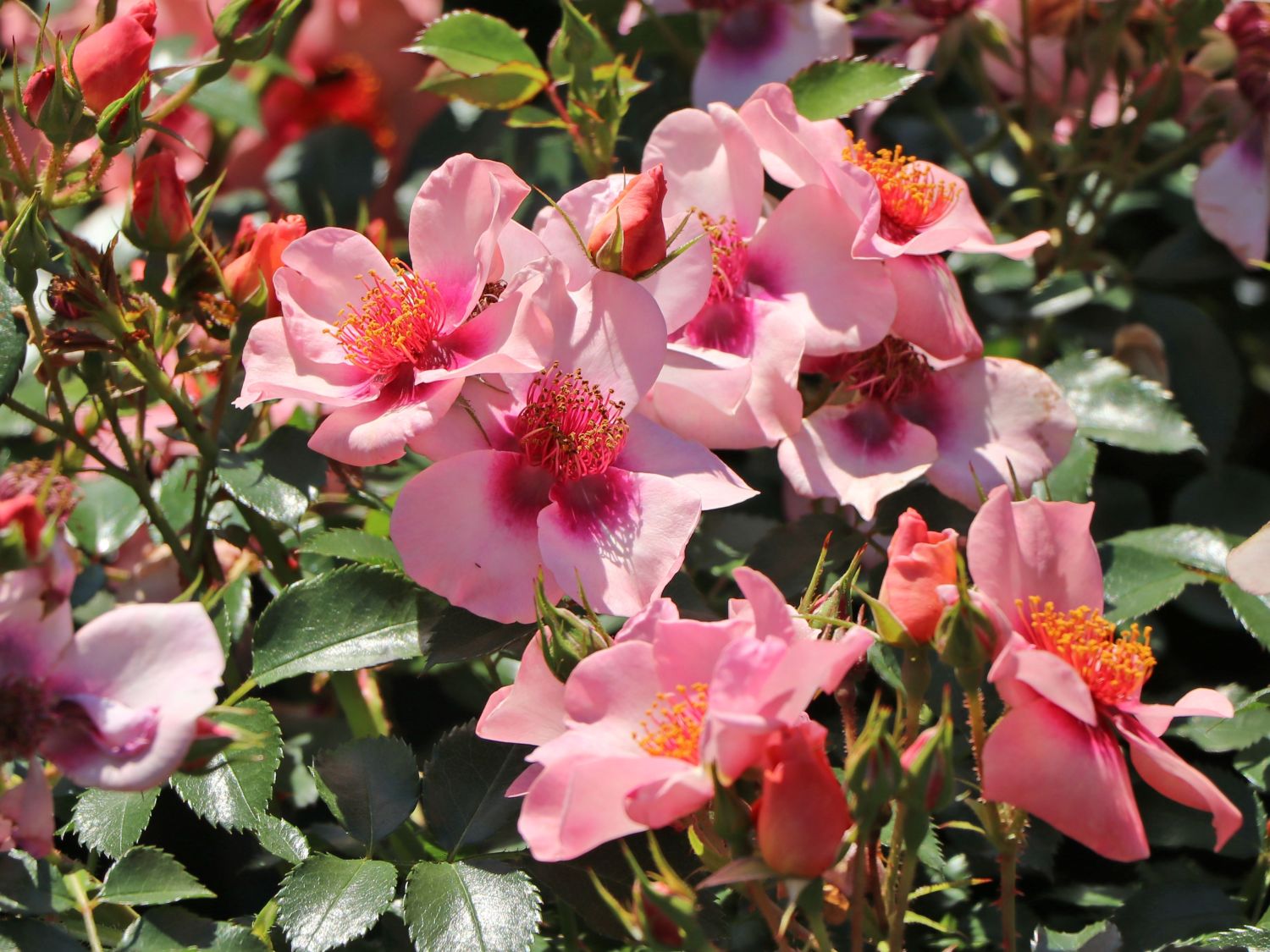Kleinstrauchrose Orienta ® 'Shila' - Rosa Orienta ® 'Shila'