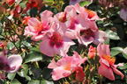 Kleinstrauchrose Orienta ® 'Shila' - Rosa Orienta ® 'Shila'